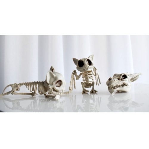 Animal Skeletons Pk 3