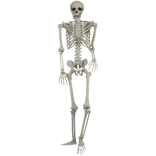 Skeleton 1.5m Standing EA